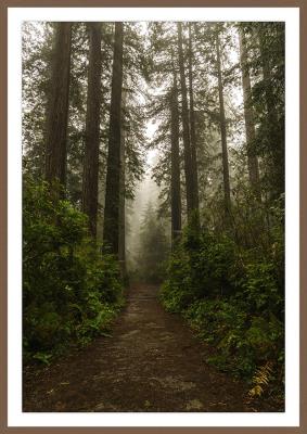 Deep Woods