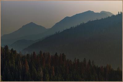 Above the Trees